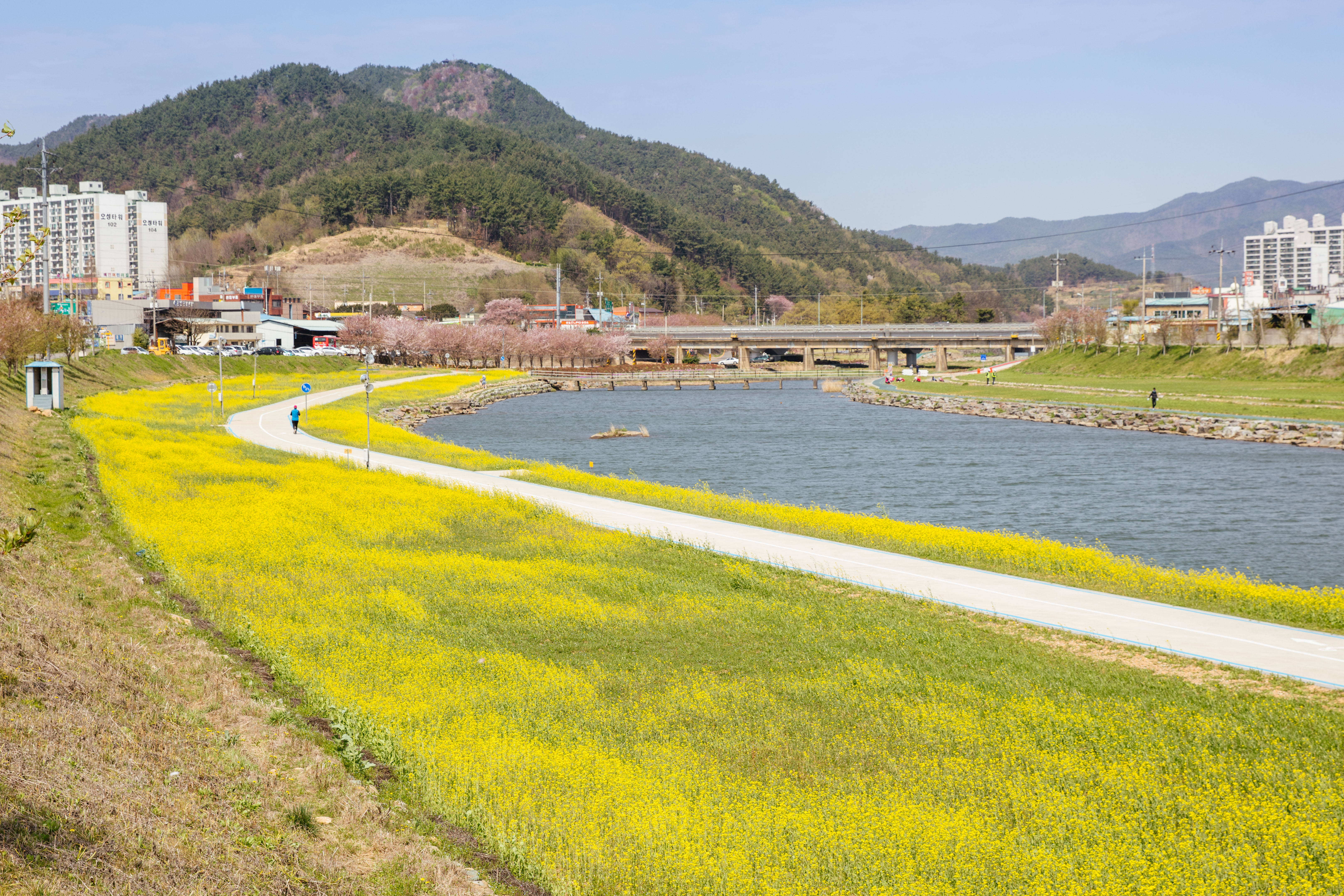 서천 유채꽃[광양읍, 꽃, 봄, 풍경]