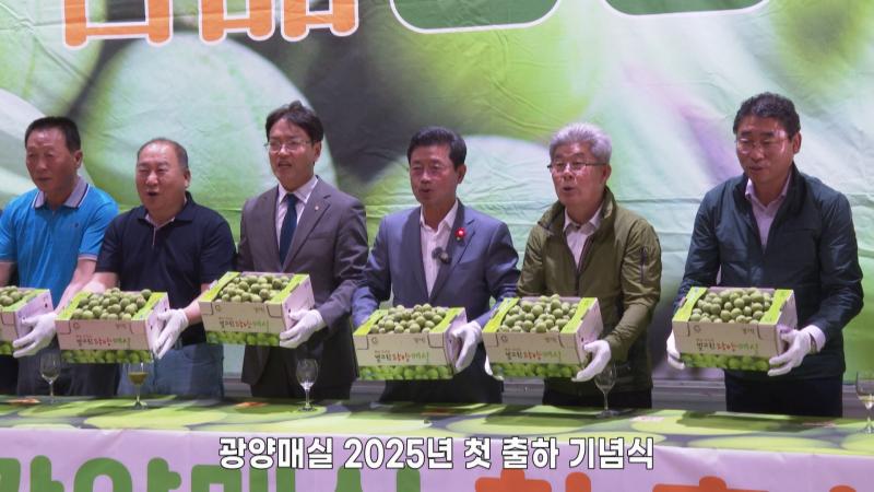 광양매실 2025년 첫 출하 기념식