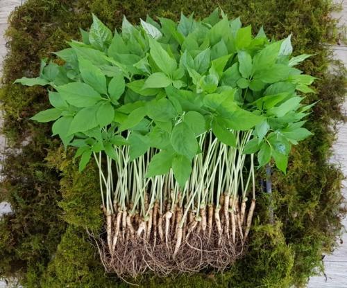 최상품 30뿌리 / 60뿌리 썸네일 이미지