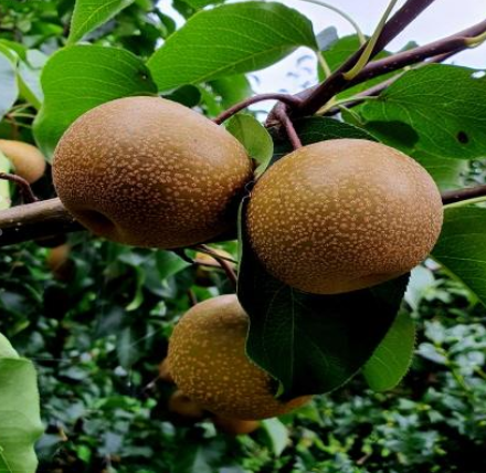 참돌배(7kg) 썸네일 이미지