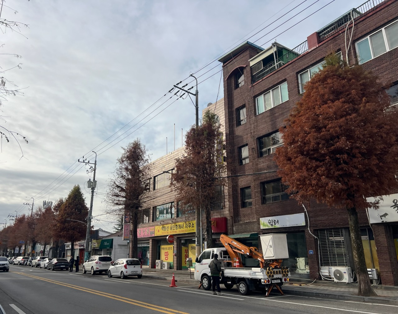 광양시, 신재로 가로수 전정으로 시민 안전확보‧생활불편 해소 - 행정 뉴스 | 코리아NEWS