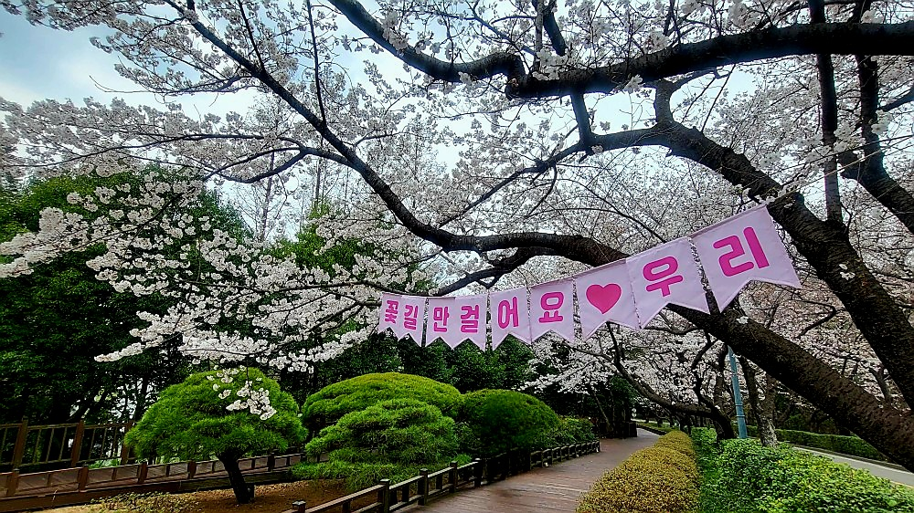 매화 동백 벚꽃까지…광양, 전역이 봄꽃 명소로 변신 - 문화 | 코리아NEWS
