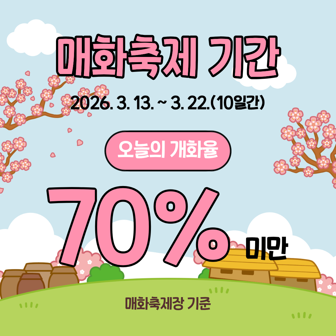 매화축제기간 26.3.13~3.22.(10일간)매화개화율 70%미만 매화축제장 기준