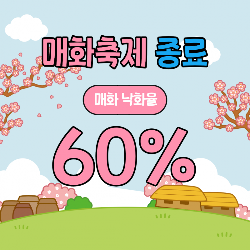 매화축제 종료매화 낙화율 60%