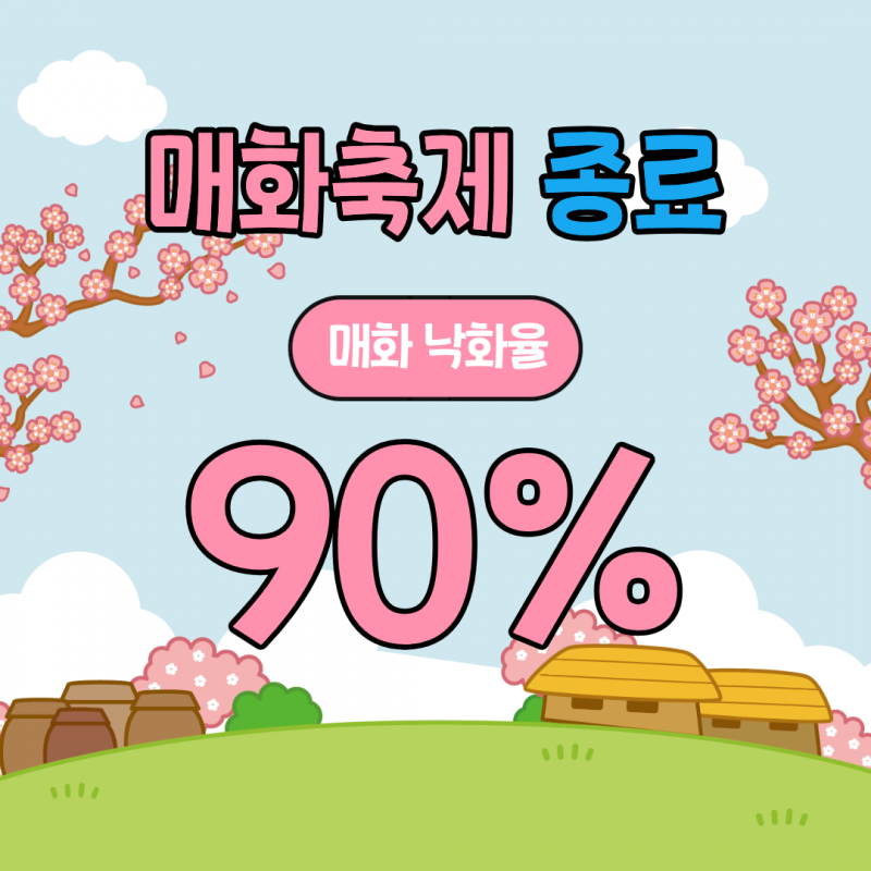 매화축제 종료 매화낙화율 90%