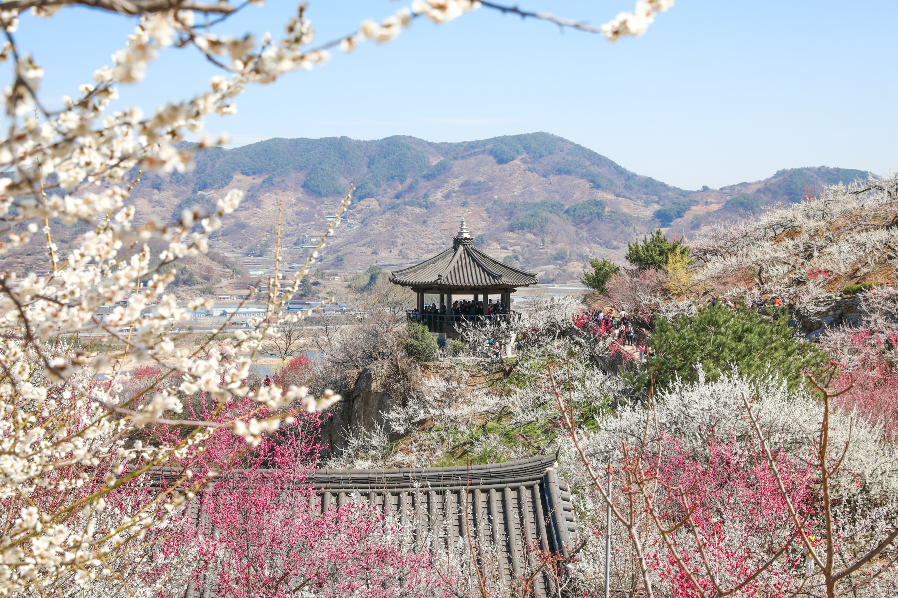Gwangyang Maehwa Festival